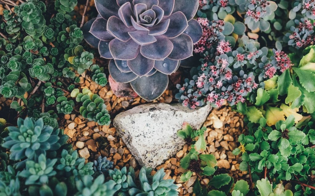inheemse vetplanten