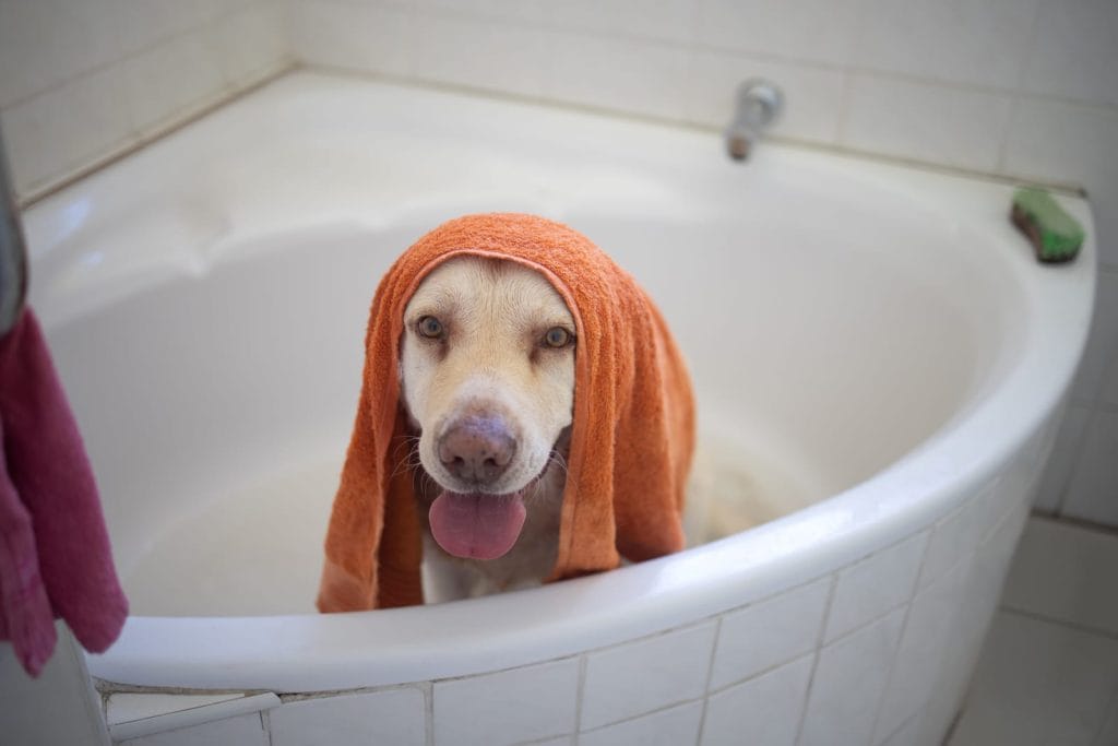 dog-grooming-in-bath-tub