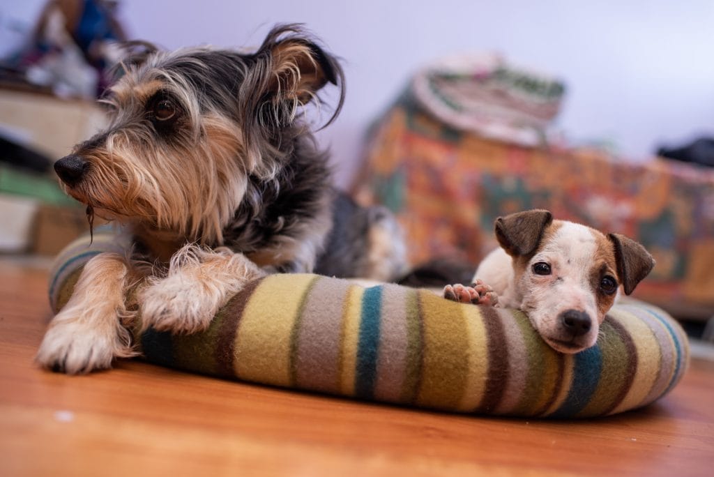 dog-laying-in-dog-bed