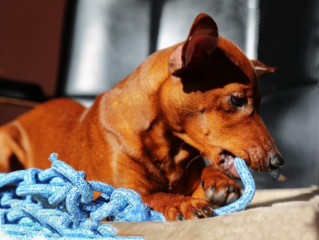 dog-toy-eco-friendly-rope