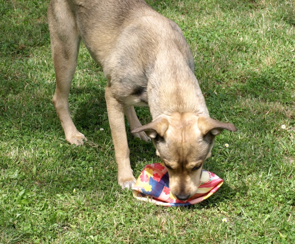 canine-with-diy-toy