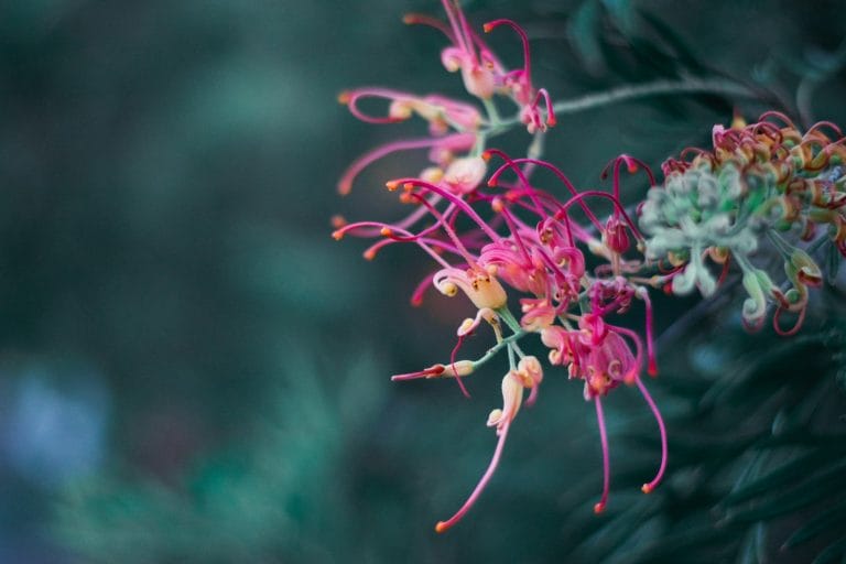 indigenous flower
