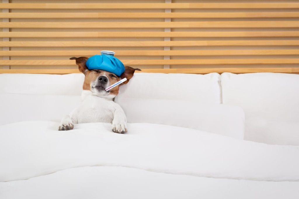 sick-dog-natural-remedies
