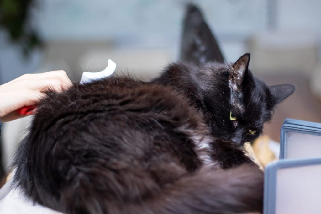 grooming cat as bonding