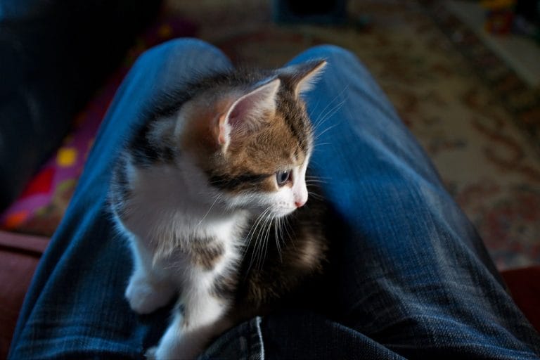 How to bond with your cat