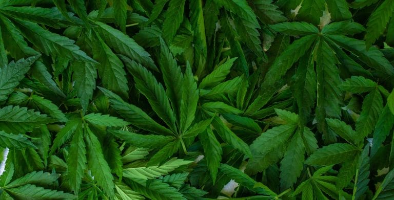 hemp-plant-as-sustainable-building-material